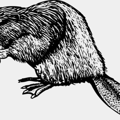 BEAVER01 Thumbnail