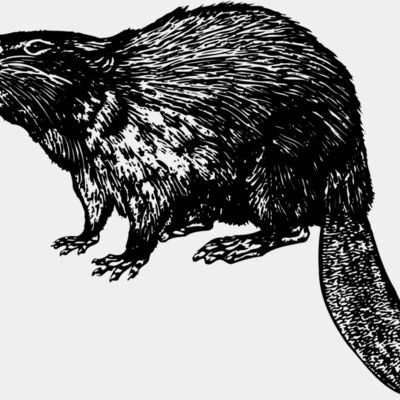 BEAVER02 Thumbnail